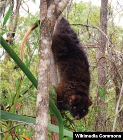 Western Ringtiail Possum