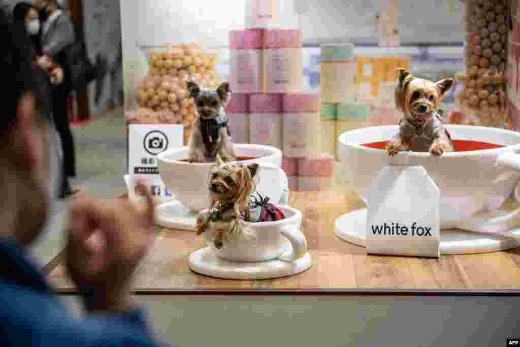 A visitor gestures to her dogs at a photo booth during the Interpets fair for pet products in Tokyo.