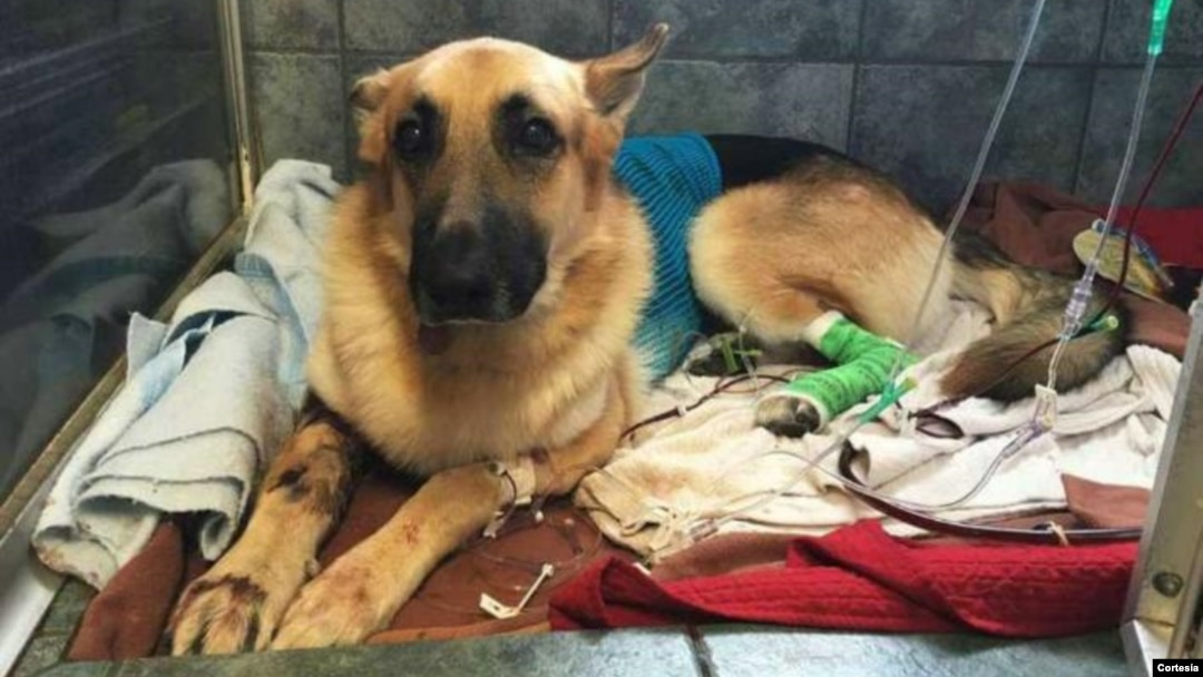 El can no falló en su empeño de defensa, a pesar de recibir varias mordeduras.