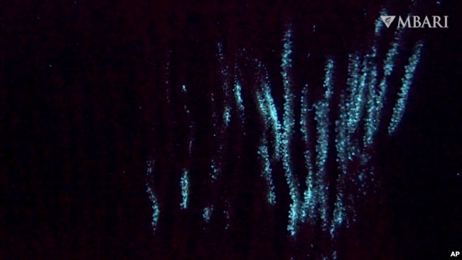 This image from video provided by the Monterey Bay Aquarium Research Institute in April 2024 shows bioluminescence in the shaggy bamboo coral Isidella tentaculum filmed in the ocean by a remotely operated vehicle. (Doc Ricketts/MBARI via AP)