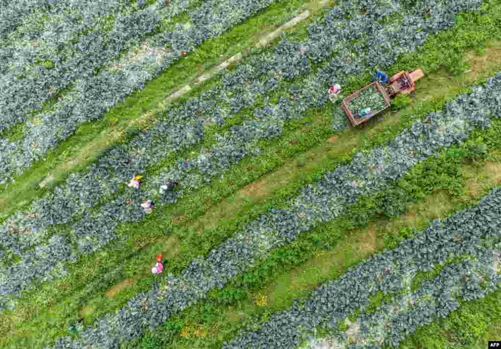 Farmers harvest broccoli at a field in Bijie in China&#39;s southwestern Guizhou province.