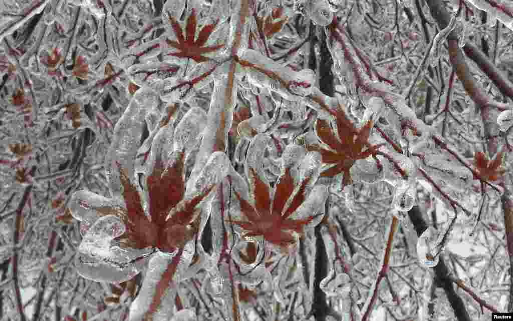 A layer of ice coats the leaves of a Japanese maple tree after an ice storm in Toronto, Canada.