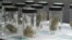 Vials filled with samples of marijuana line up March 24, 2017, at the Blum medical marijuana dispensary, in Reno, Nevada.