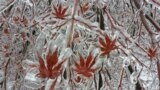 A layer of ice coats the leaves of a Japanese maple tree after an ice storm in Toronto, Canada.