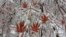 A layer of ice coats the leaves of a Japanese maple tree after an ice storm in Toronto, Canada.