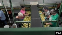 Trabajadores de Rice Fruit Company, muchos inmigrantes, separan manzanas para empacarlas. La empresa es la mayor planta de empacado de la fruta en la costa este de EE.UU. (M. Kornely/VOA)