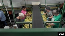 Workers, many of them immigrants, sort apples at the Rice Fruit Company, the largest apple-packing facility in the Eastern U.S. (M. Kornely/VOA)