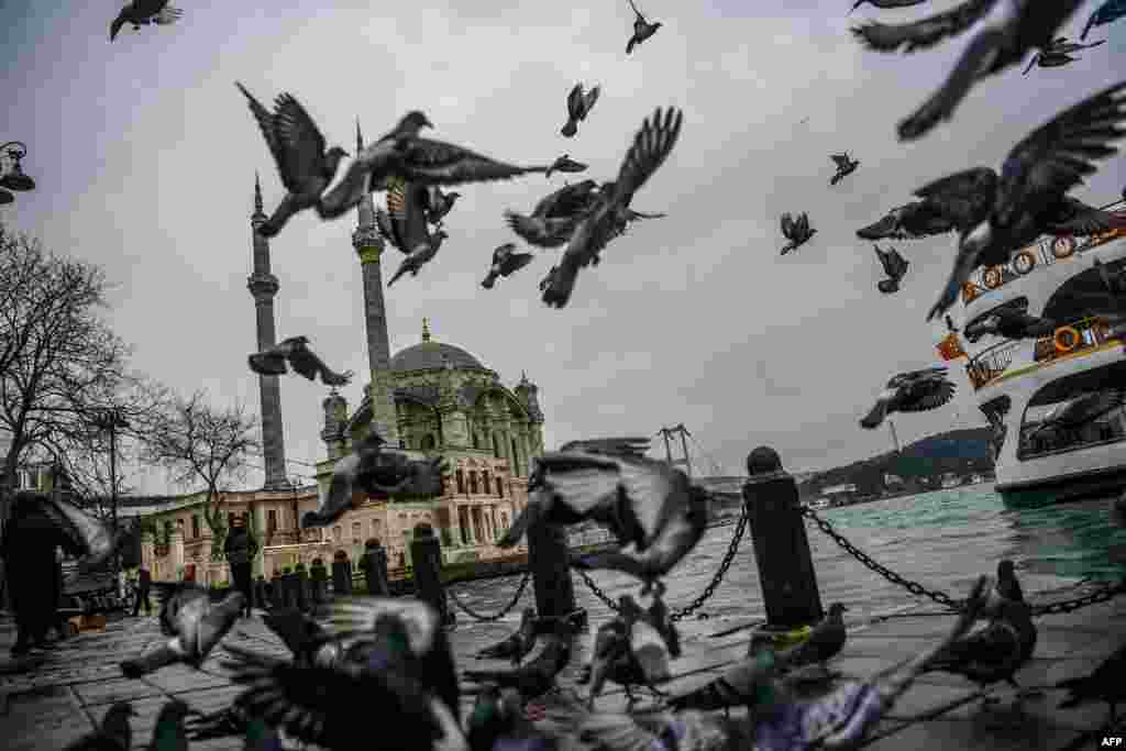 پرواز کبوترها در یک روز بارانی در استانبول &nbsp;