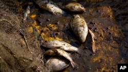Hasta la mañana del lunes se habían extraído 53 toneladas de peces muertos, casi todos tilapias, en el lago de Cajititlán.