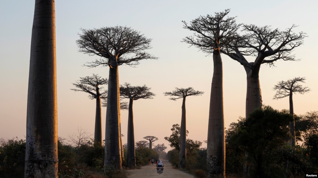 A motorcycle drives between Baobab trees at Baobab alley near the city of Morondava, Madagascar. 