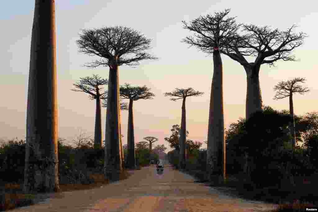 ម៉ូតូ​មួយគ្រឿង​កំពុង​បើក​នៅ​ចន្លោះ​ដើម​&nbsp;Baobab នៅ​តាម​បណ្ដោយ​ផ្លូវ​ដែល​មាន​ដាំ​ដើម&nbsp;Baobab នៅ​ជិត​ទីក្រុង&nbsp;Morondava​ ប្រទេសម៉ាដាហ្គាស្កា។