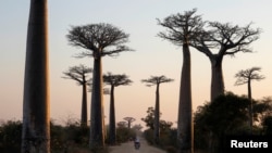 A motorcycle drives between Baobab trees at Baobab alley near the city of Morondava, Madagascar. 