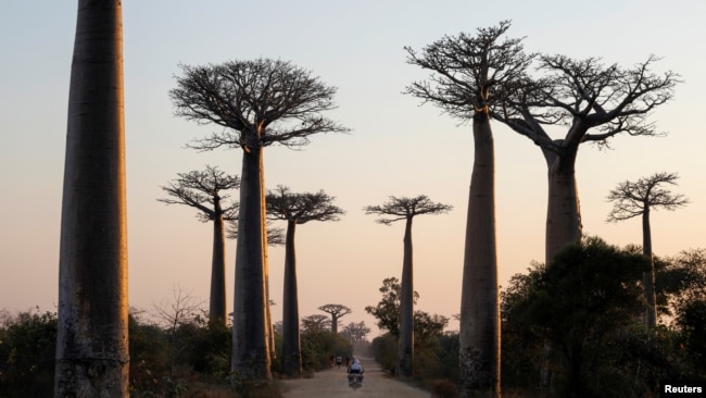 A motorcycle drives between Baobab trees at Baobab alley near the city of Morondava, Madagascar. 