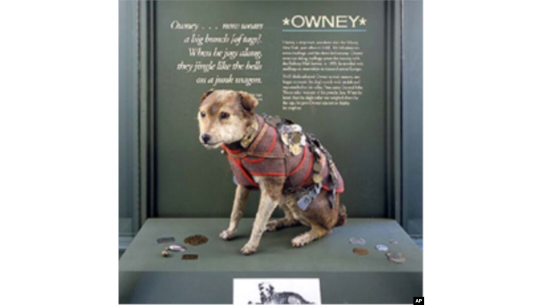 Here’s Owney, before his recent makeover, after a taxidermist was through with him, wearing many of the tags his human pals gave him.