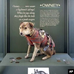 Here’s Owney, before his recent makeover, after a taxidermist was through with him, wearing many of the tags his human pals gave him.