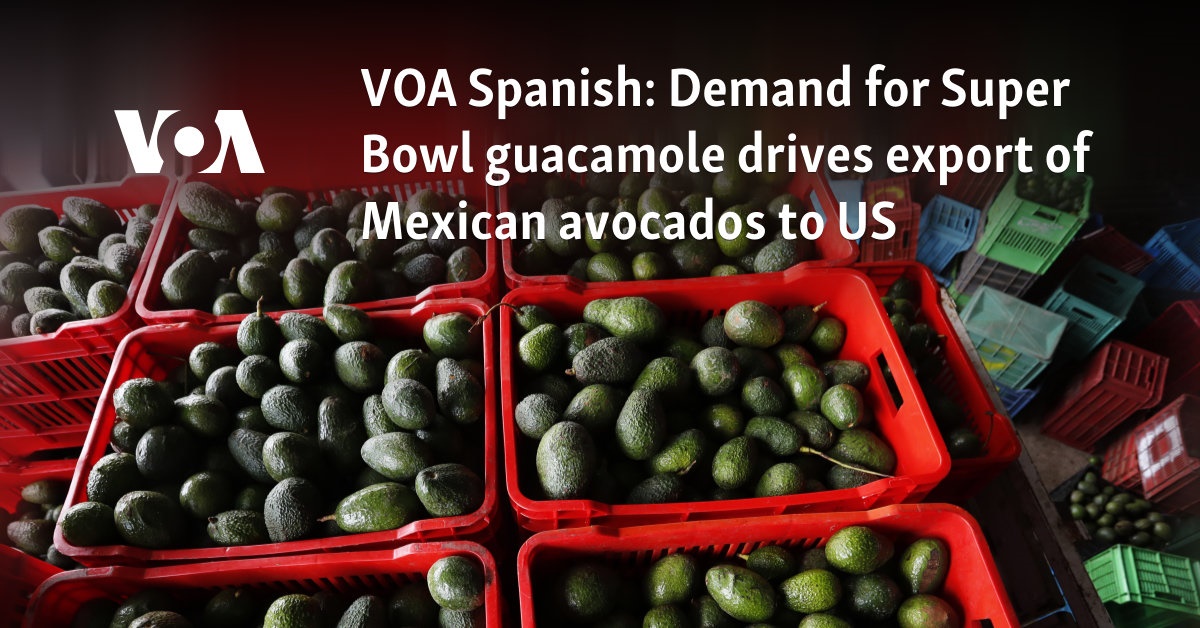 VOA Spanish: Demand for Super Bowl guacamole drives export of Mexican avocados to US