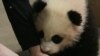 Bayi Panda Bao Bao Tumbuh Normal