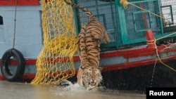 FILE - A male tiger is released into the waters of the river Harikhali at the Sundarbans delta forest, about 150 km (93 miles) south of the eastern Indian city of Kolkata, July 22, 2009. 