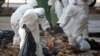 UN Sees Bird Flu Changes but Calls Risk of People Spread Low