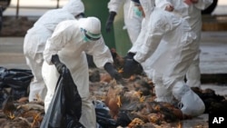 FILE - Health workers in full protective gear collect dead chickens killed by using carbon dioxide, after bird flu was found in some birds at a wholesale poultry market in Hong Kong, Dec. 31, 2014. 