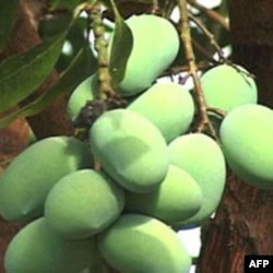 Mangoes hanging from a tree in Pakistan