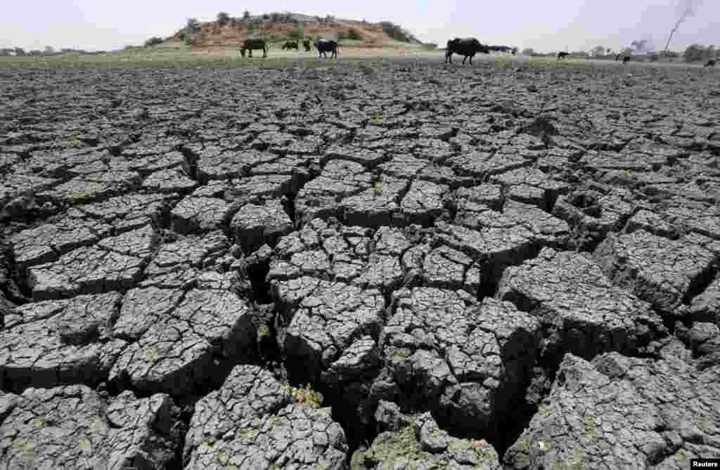 بھارت میں بارش کی کمی کی وجہ سے فصلیں بھی بری طرح متاثر ہویئں ہیں۔