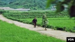 Farmers walk among rows of crops in Kujang, North Korea on July 24, 2013. (VOA/Steve Herman)