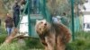 Mosul Zoo's Last Two Animals Reach Safer Ground in Jordan