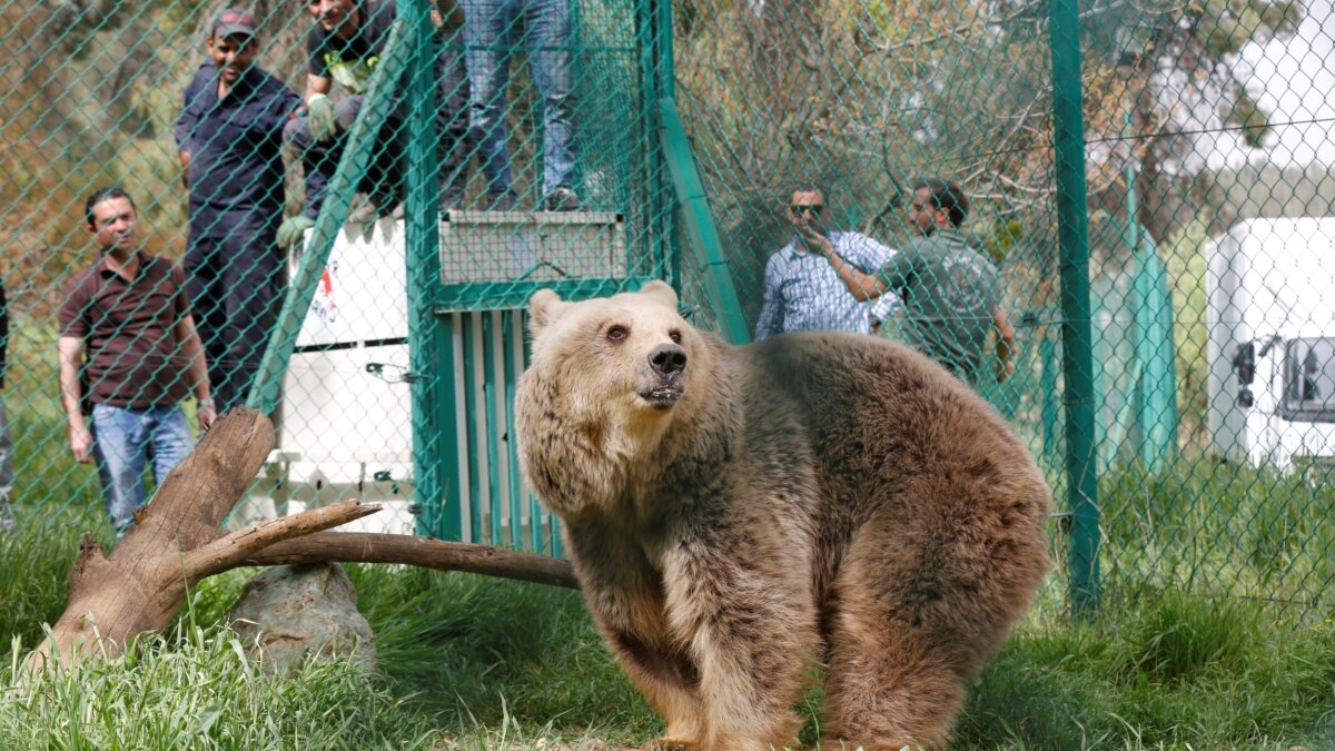 Mosul Zoos Last Two Animals Reach Safer Ground In Jordan