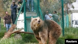 Lola the bear, one of two surviving animals in Mosul's zoo, along with Simba the lion, is seen at an enclosure in the shelter after arriving to an animal rehabilitation shelter in Jordan, April 11, 2017. 
