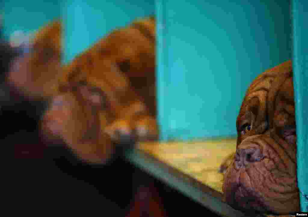 Seekor Dogue du Bordeaux beristirahat di tengah-tengah hari kedua Pameran Anjing Birmingham, Inggris.