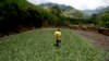 Peru Coca Eradication Work Turns Violent; at Least 2 Dead