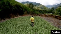 FILE - A coca farmer walks on coca leaves dried on a field in the Amazon jungle valley of Monzon in Tingo Maria April 18, 2007. Peru's potential cocaine production is at a 25-year high.