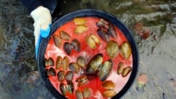 In this Oct. 17, 2019, photo provided by the U.S. Fish and Wildlife Service, recently dead freshwater mussels are displayed from the Clinch River near Wallen Bend, Tenn. (Meagan Racey/U.S. Fish and Wildlife Service via AP)