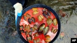 In this Oct. 17, 2019, photo provided by the U.S. Fish and Wildlife Service, recently dead freshwater mussels are displayed from the Clinch River near Wallen Bend, Tenn. (Meagan Racey/U.S. Fish and Wildlife Service via AP)