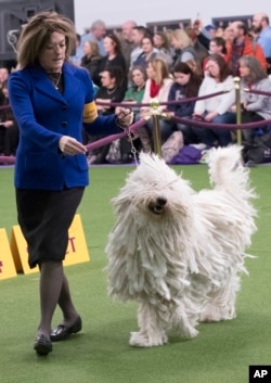 Nina Fetter presents Betty Boop, a Komondor, in the ring during the 141st Westminster Kennel Club Dog Show, Feb. 14, 2017, in New York.