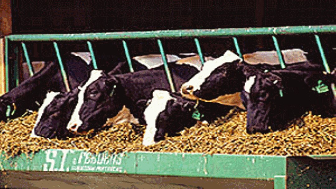 The U.S. Department of Agriculture announced in Copenhagen that U.S. dairy farmers would reduce climate changing emissions by 25 percent by 2020. Agriculture is responsible for 14 percent of global greenhouse emissions, 8 percent in the United States