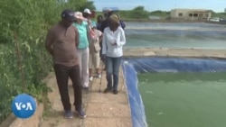 Sénégal : L'aquaculture, une solution face à la crise de la pêche