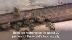 Bees are Carrying Pesticides into the World’s Honey