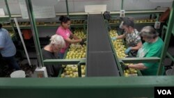 Trabajadores separan manzanas en la Rice Fruit Company, la mayor empacadora de la fruta en la costa este de EE.UU. con sede en York Springs, Pensilvania. (M.Kornely/VOA)