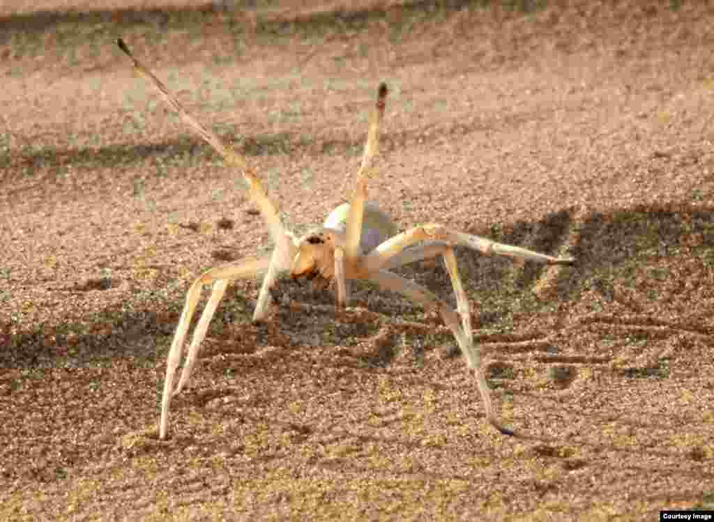 The agile Cebrennus rechenbergi uses its gymnastic talents in the Moroccan desert to cartwheel out of danger. The spider&rsquo;s behavior inspired a robot that can walk or roll in a similar way. (Ingo Rechenbert, Technical University Berlin)