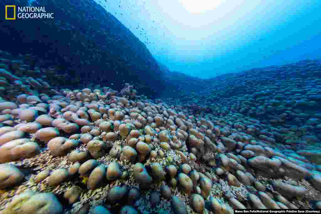 Scientists working in the southwest Pacific Ocean have discovered the world’s largest coral in the Solomon Islands, a mass so big it can be seen from space.