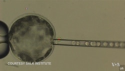 Human Stem Cells Successfully Implanted Into Pig Embryo