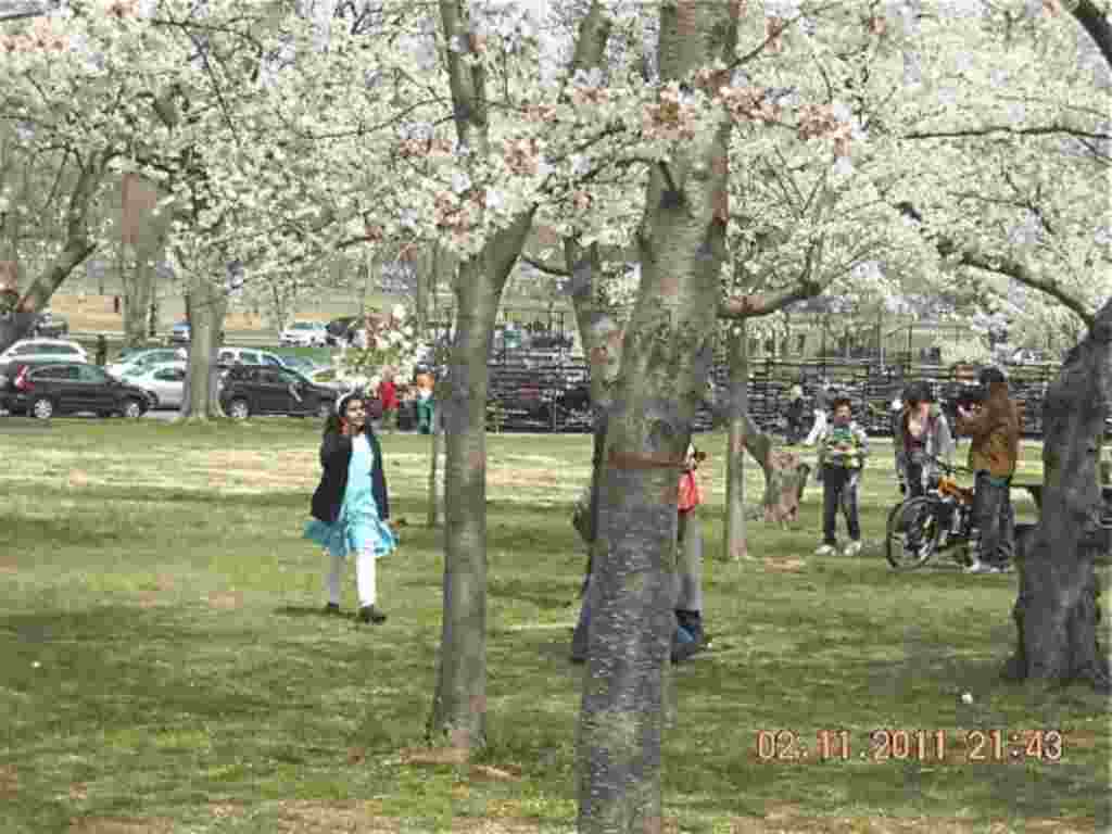 فستیوال شکوفه های گیلاس در واشنگتن ۲۰۱۱