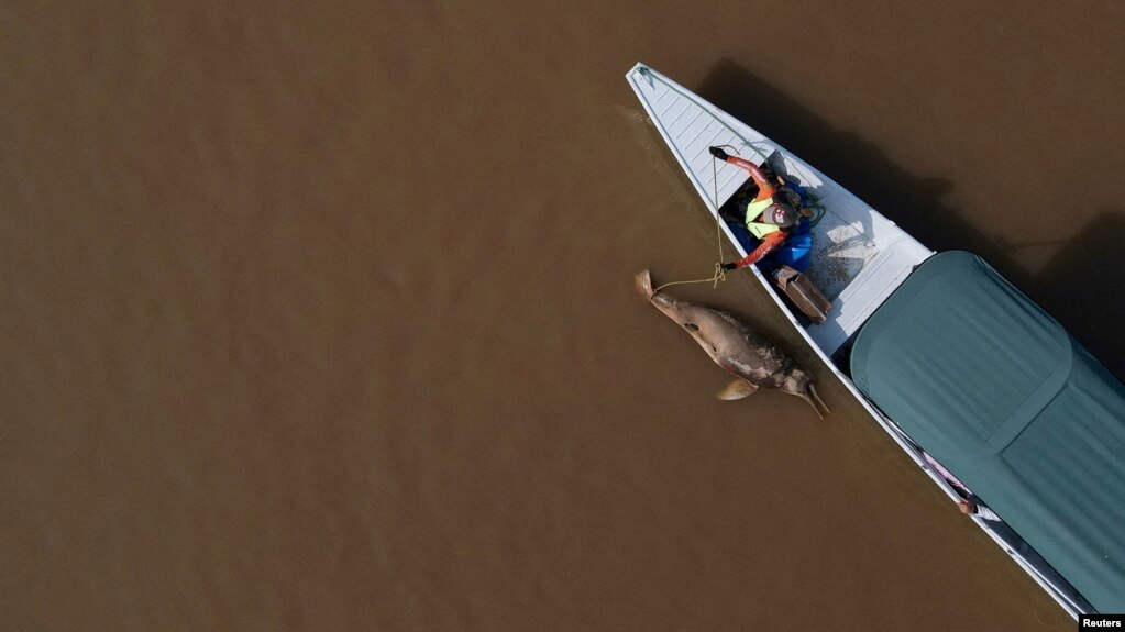 یک دلفین مرده در دریاچه «تفه» برزیل که تحت تاثیر گرمای بی‌سابقه و خشکسالی قرار گرفته است.آرشیو