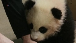 Panda Cub Bao Bao Growing Normally