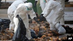 FILE - Health workers in full protective gear collect dead chickens killed by using carbon dioxide, after bird flu was found in some birds at a wholesale poultry market in Hong Kong, Dec. 31, 2014. 