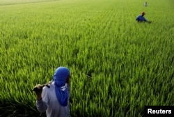 Para petani sedang menyiangi sawah di Sekinchan, Malaysia, 6 Oktober 2023. (Foto: Hasnoor Hussain/Reuters/arsip)