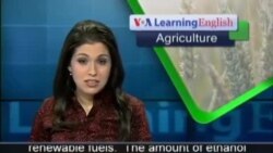 US Farmers Are Concerned About Ethanol