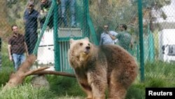 Lola sang beruang, satu dari dua hewan yang berhasil bertahan di kebun binatang Mosul, bersama dengan Simba sang singa, tampak di kandang di lokasi perlindungan setelah tiba di perlindungan rehabilitasi satwa di Jordania, dalam foto yang diambil tanggal 11 April 2017 (foto: REUTERS/Muhammad Hamed)